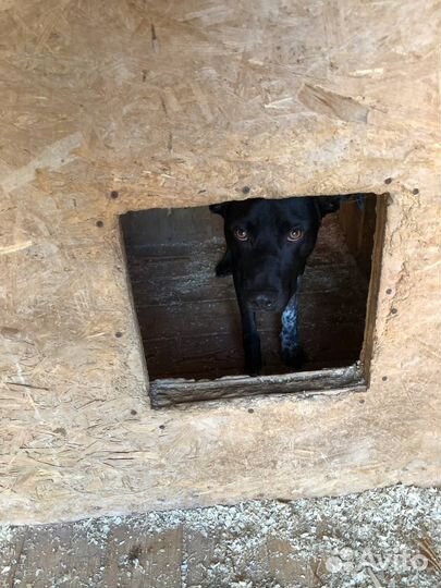 Витас грустит в приюте Некрасовка