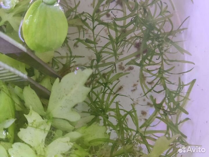 Прополка-пистия,папоротник, лимонник,риччия