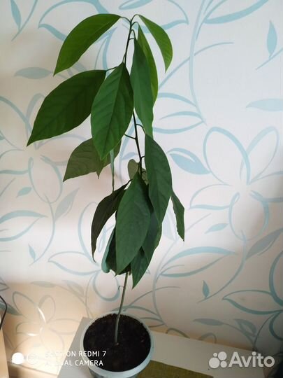 Растение авокадо с горшком