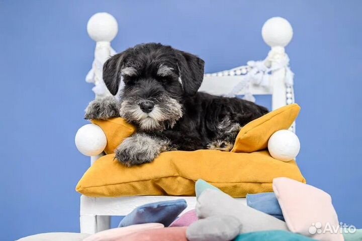 Цвергшнауцер