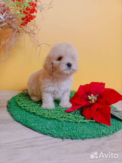 Мальтезе mini мальчики