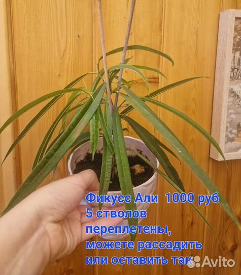 Продам фикусы
