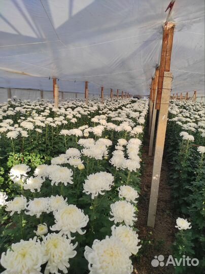 Хризантема корни голландские