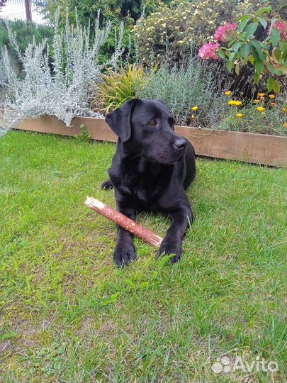 Лабрадор вязка