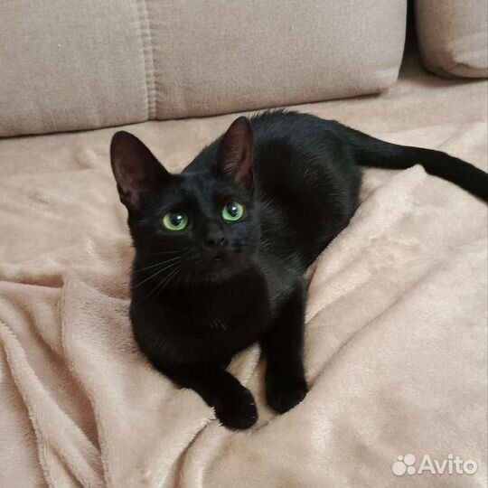 Зеленоглазка ищет семью