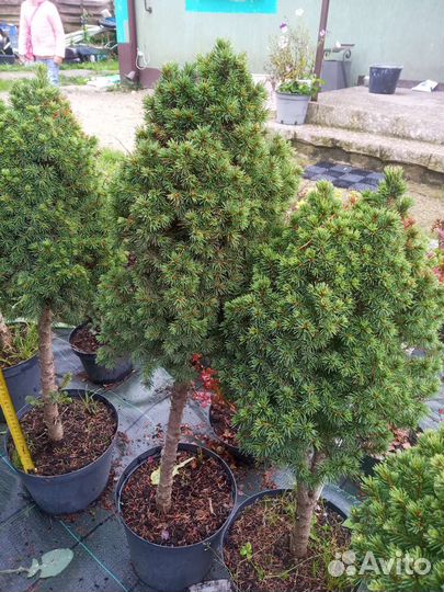 Ель коника, Ель голубая