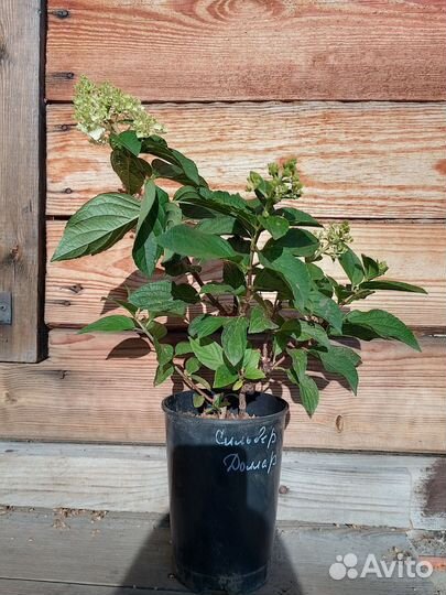 Гортензия метельчатая