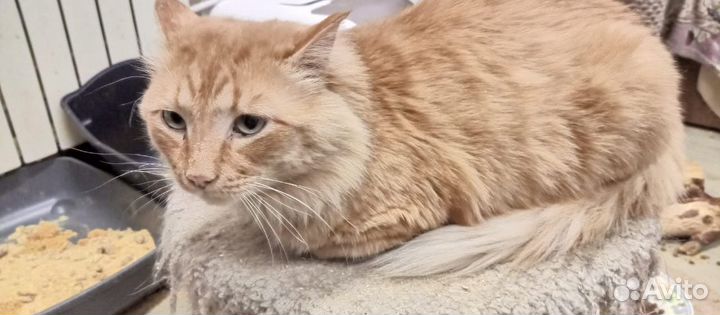 Кот Рыжа Рыжий