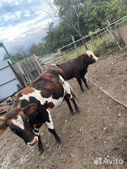 Бычок и тёлка