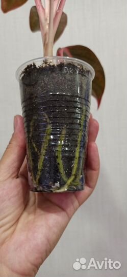 Аглаонема Крит