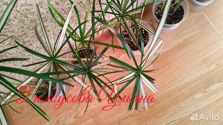 Циперус вариегатный