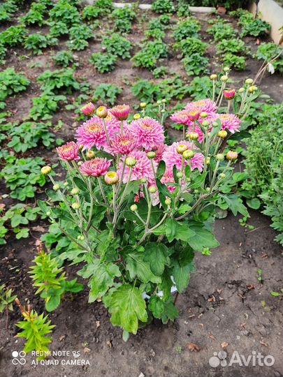 Хризантема