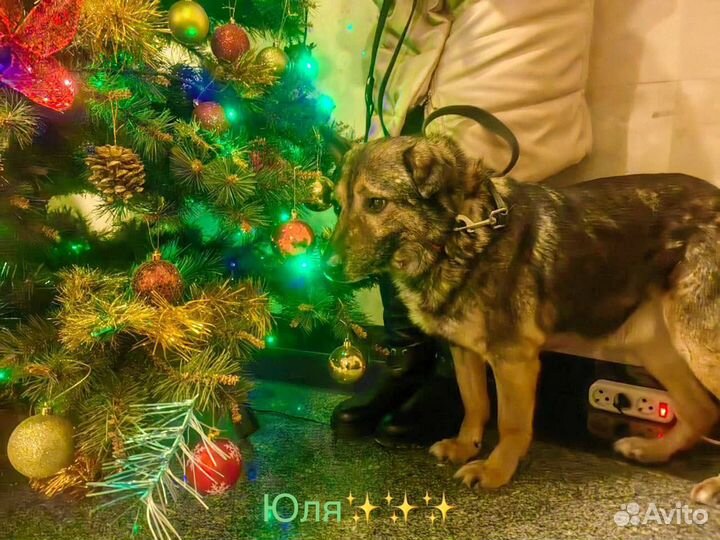 Собака в добрые руки