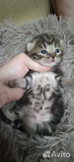 Шотландские котята