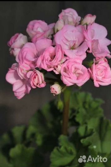 Ю-Кейли Герань пеларгония сортовая