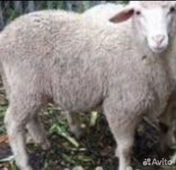 Продам или обмен барашка