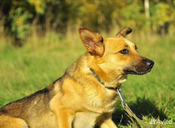 Собака из приюта в добрые руки бесплатно ищет дом