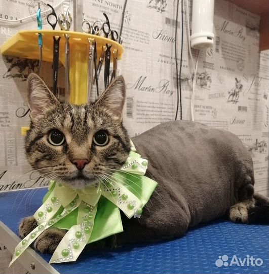 Стрижка кошек (груминг)