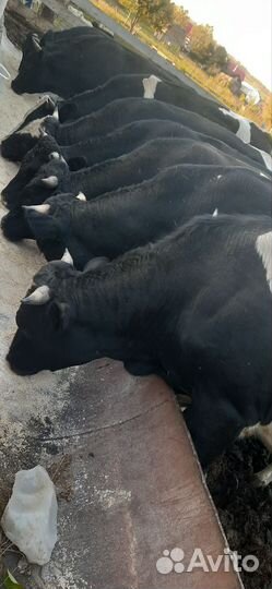 Быки на мясо