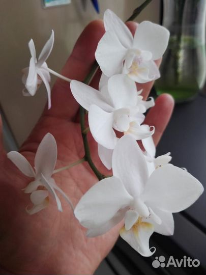 Фаленопсис мини