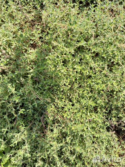 Многолетние садовые цветы