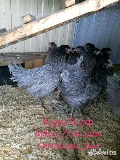 Куры в Кесову Гору