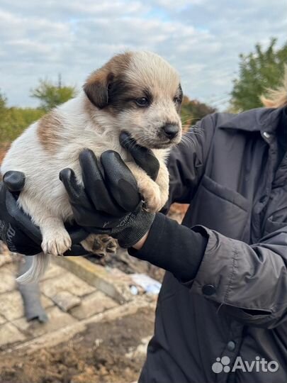 Щенок в добрые руки