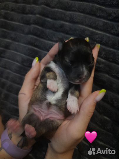 Щенки от маленькой собачки