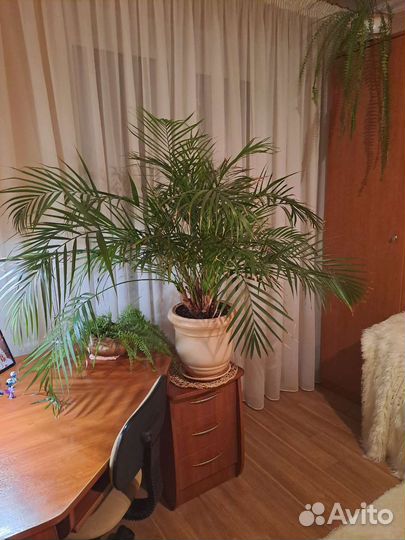 Пальма Хомедорея