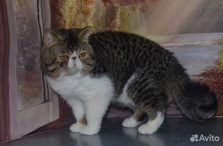 Счастливый кастрат