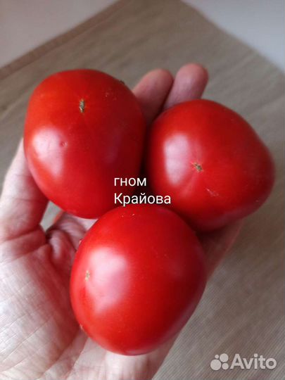 Семена помидор Гном томатный