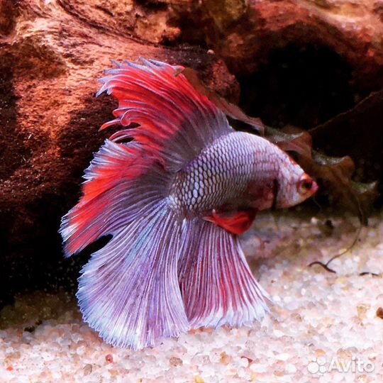 Рыбка петушок (самцы и самки)