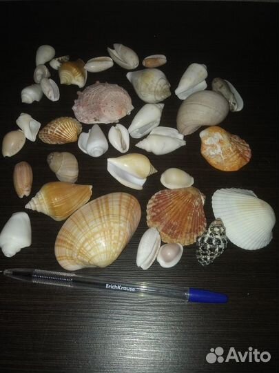 Морские ракушки кораллы