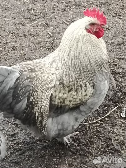 Молодые петухи