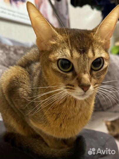 Абесинские котята