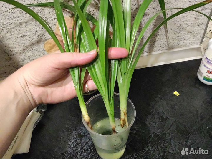 Пальма панданус