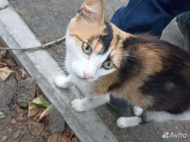 Кошка бесплатно