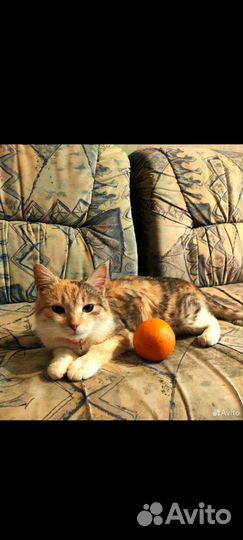 Кошка в добрые руки