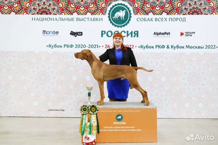 Венгерская выжла