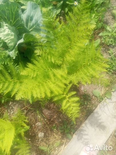 Папоротник, хризантема