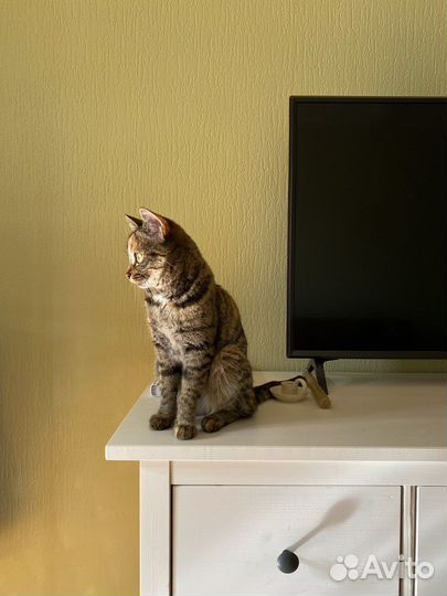 Кошечка-подросток ищет дом