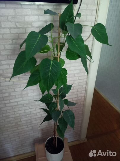 Фикус священный эдем