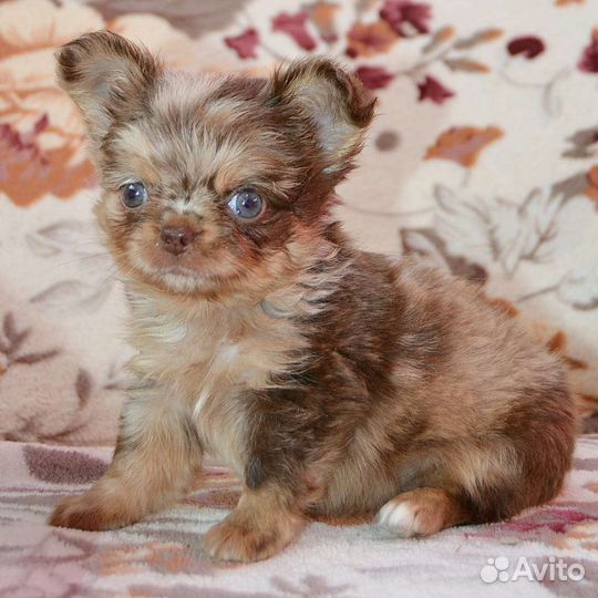 Щенки чихуахуа