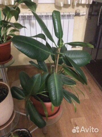 Комнатные цветы