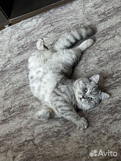 Шотландский кот