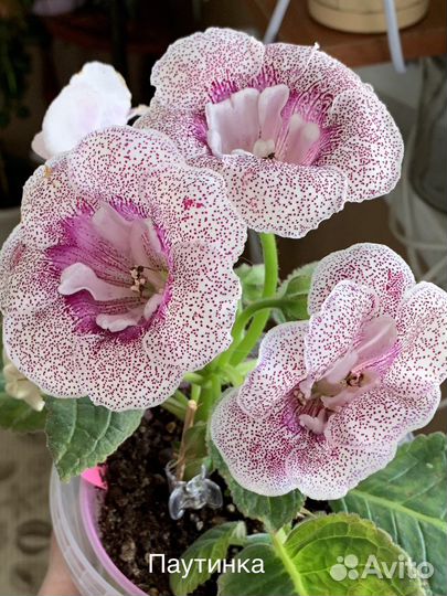 Глоксинии сортовые