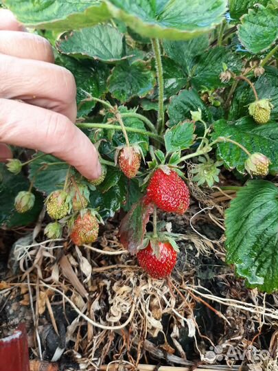 Рассада, малины клубники Азия, Купчиха и др