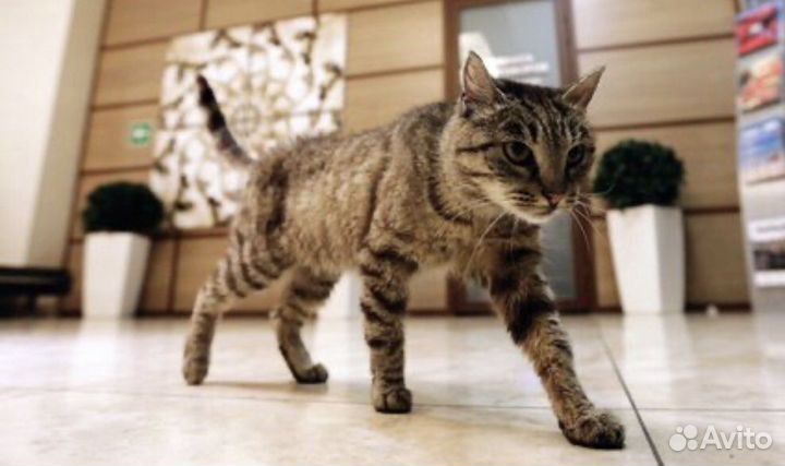 Передержка животных, зооняня