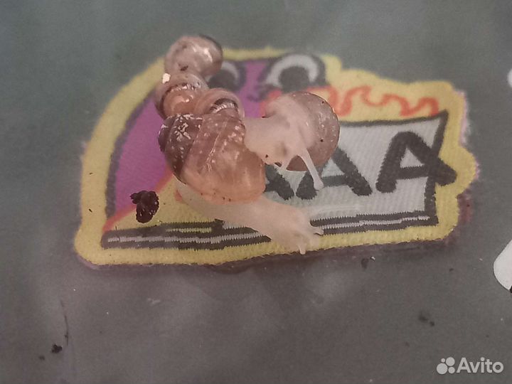 Улитки ахатины