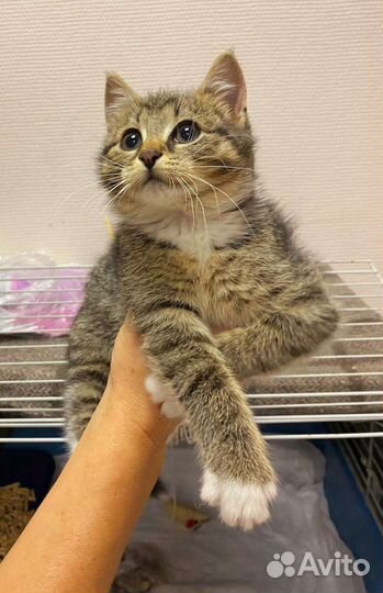 Плюшевый котёнок